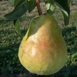 Pear tree 'William's'